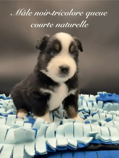Berger Américain Miniature  Chiot N°2 Des Joyaux Des  eb5b3
