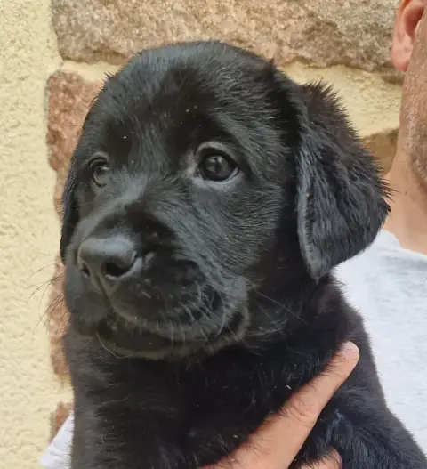 Labrador Retriever  Noire 2 Des Terres Sacrees photo 2