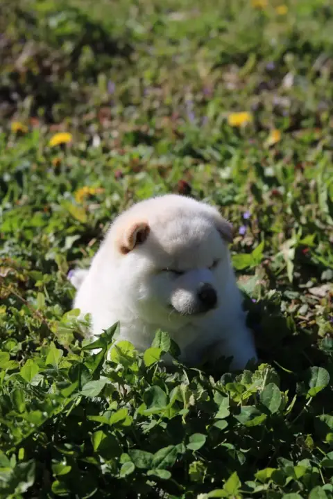 Shiba photo 2