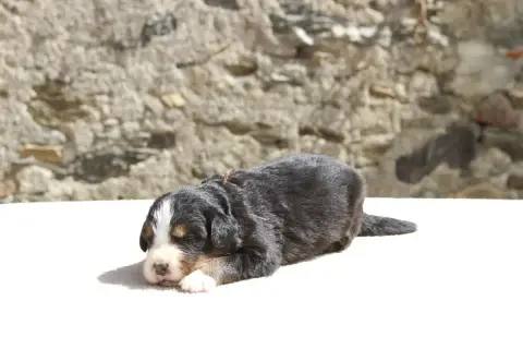 Bouvier Bernois  Chiot 3 De La Vallée De L'Hyrome photo 3