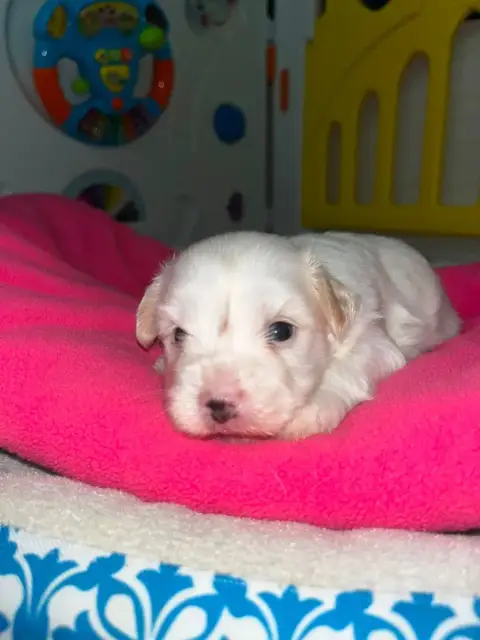 Coton De Tulear  Chiot N°2 De Jerrie Black photo 3