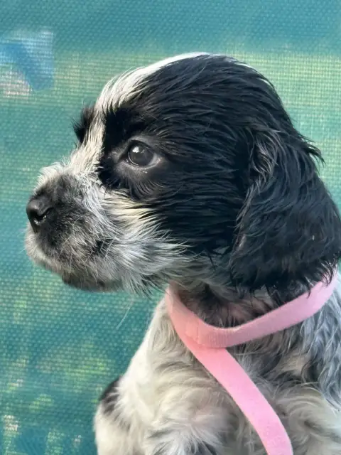 Cocker Spaniel Anglais  Collier Rose De L'Empereur Si 716cb