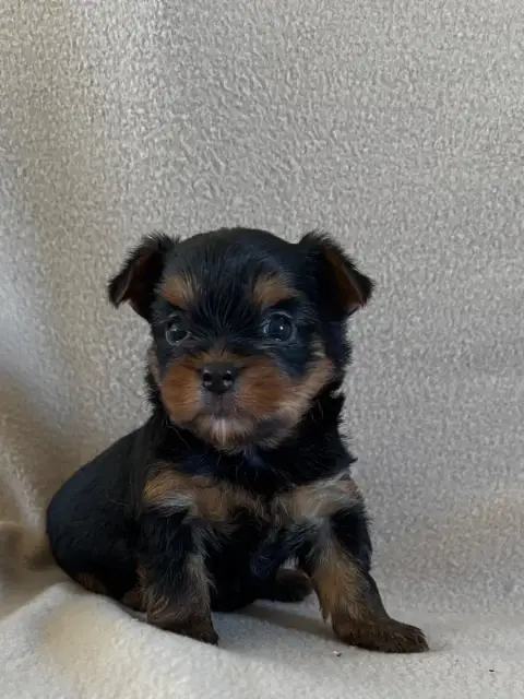 Yorkshire Terrier  Chiot 3 Du Royaume Des Choupettes 8cbc5