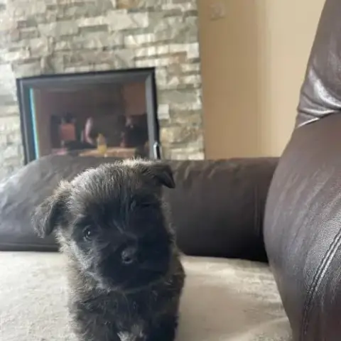 Chiot Male Cairn Terrier Lof
