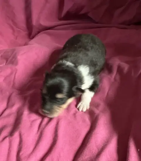 Colley À Poil Long  Chiot N°2 Du Paradis Des Peluches 5ccf5