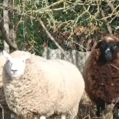 Vend 3 Moutons