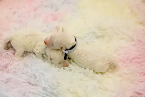 Bichon Frise  Bonome De La Felhotte photo 3