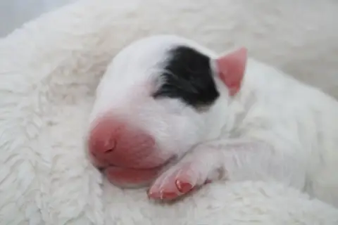 Bull Terrier Miniature  Chiot N°5 De L'Eternel De Gay 13da8 photo 3