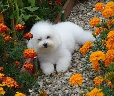 Bichon Frise  Chiot N°2 Von Bereich Sandalvi photo 3