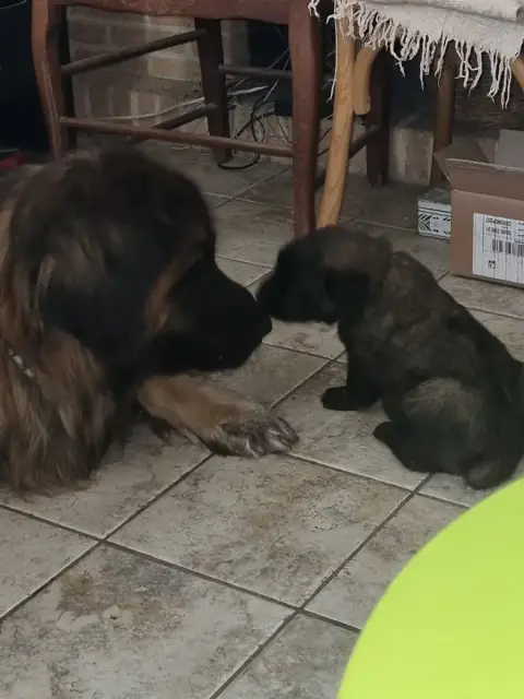 Leonberger  Benhur Du Temple De Jupiter photo 2