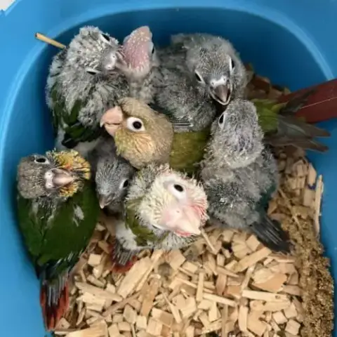 Magnifiques Conures Turquoise