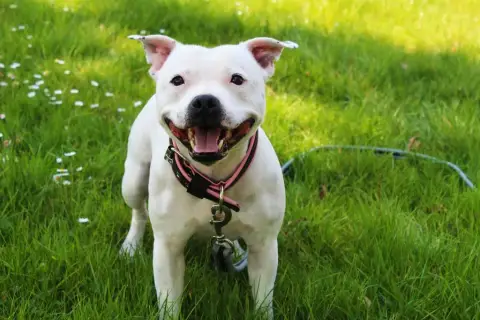 Staffordshire Bull Terrier  Chiot N°1 Du Temple Des G 24caa photo 3