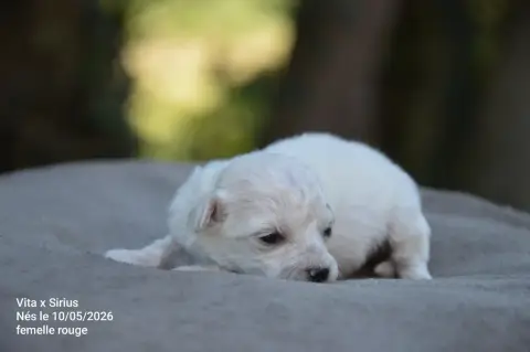 Bichon Frise  Chiot N°3 Mady'N Alphysia