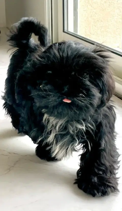 Shih Tzu  Brandon The Tresors By Lou photo 3