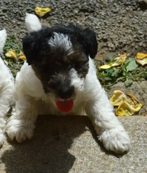 Fox Terrier Poil Dur  Burton Du Jardin D'Inuko