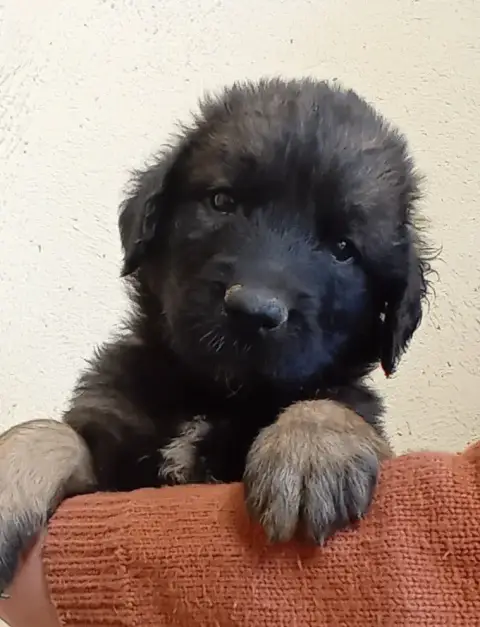 Leonberger  Chiot Violette De L'Arche De Caux
