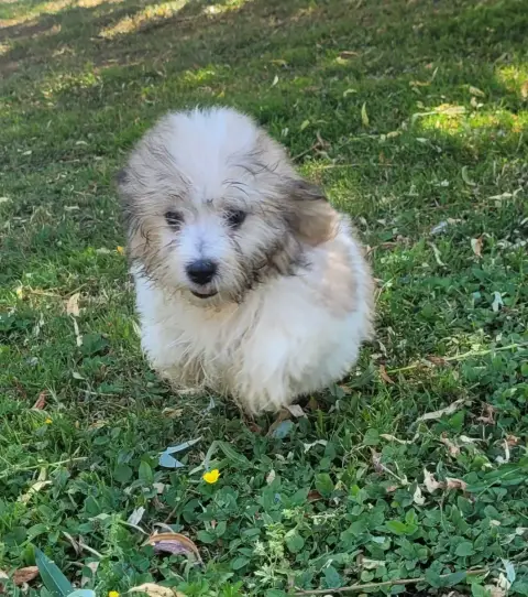Coton De Tulear  Bono Des Marais De Courmont photo 3