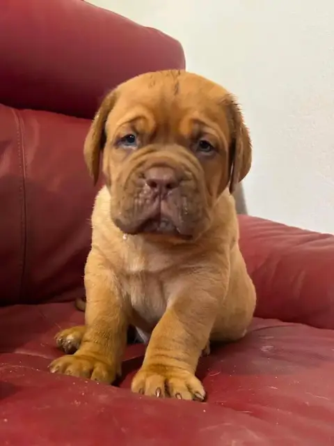 Dogue De Bordeaux photo 2