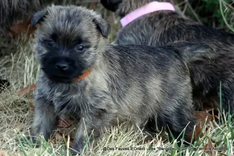 Adopter Cairn Terrier 
                        Femelle Noiset e9a81