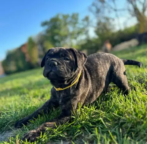 Bullmastiff  Brooke Du Domaine De Mc Queen photo 3