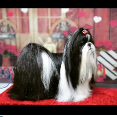 Shih Tzu  Alph photo 2