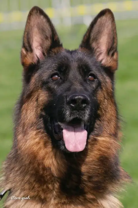 Berger Allemand  Chiot N°5 Des Sentiers Des Alpilles b75e0 photo 3