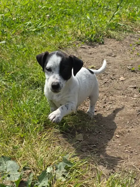 Jack Russell Terrier  Bipbip Du Clos Des Loutres