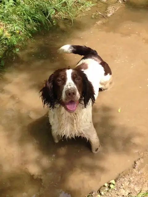 English Springer Spaniel  Chiot N°2 Du Royaume Des Bo ca78b photo 2