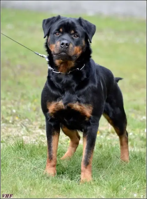 Rottweiler  Chiot 1 Von Haus Ferapie photo 2
