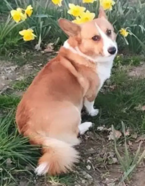 Welsh Corgi Pembroke  Chiot N°11 Du Domaine De La Bon 45c9c photo 2