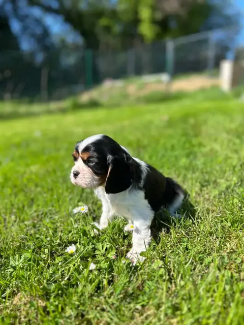 Cavalier King Charles Spaniel  Bidule Des Champs D'Ey 0c5aa