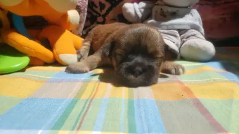 Lhassa Apso  Petite Femelle Claire Des Fillots De Mor 46085