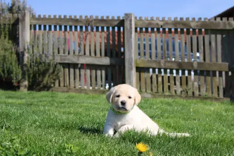 Labrador Retriever  Collier Vert Clair Of The Little  8e744 photo 3