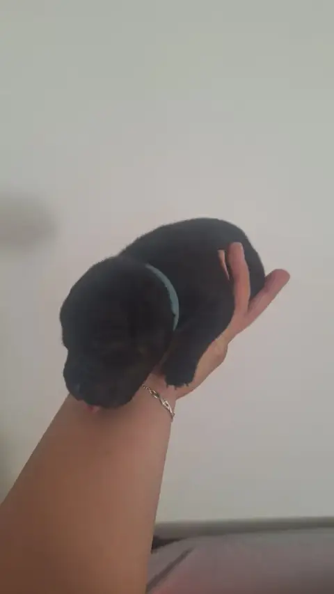 Staffordshire Bull Terrier  Chiot 3 Les Trésors De Co 77d72
