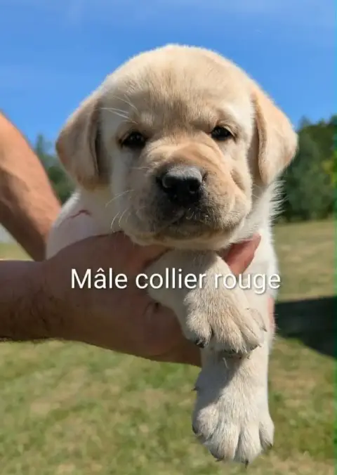 Labrador Retriever photo 2