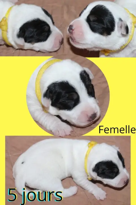 Parson Russell Terrier  Collier Jaune Du Domaine Des  32720