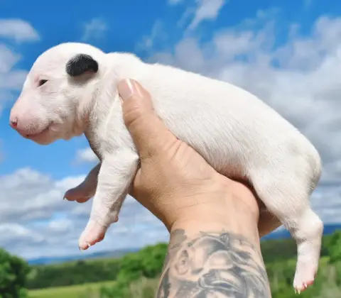 Bull Terrier Miniature photo 2