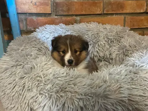 Adopter Shetland Sheepdog 
                        Bonie Gold c446d