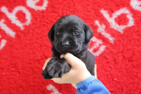 Labrador Retriever  Chiot N°8 Brush Master