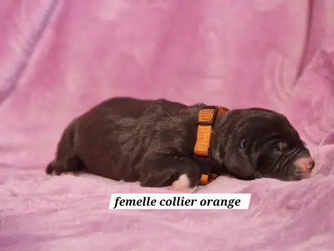 Dogue Allemand