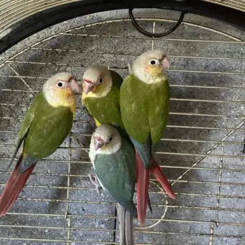 Conure