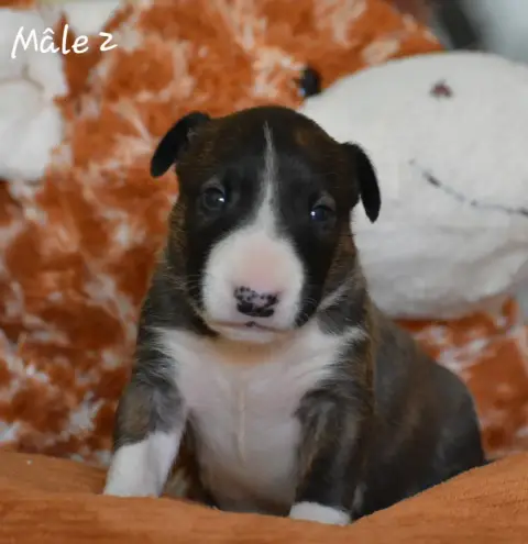 Bull Terrier