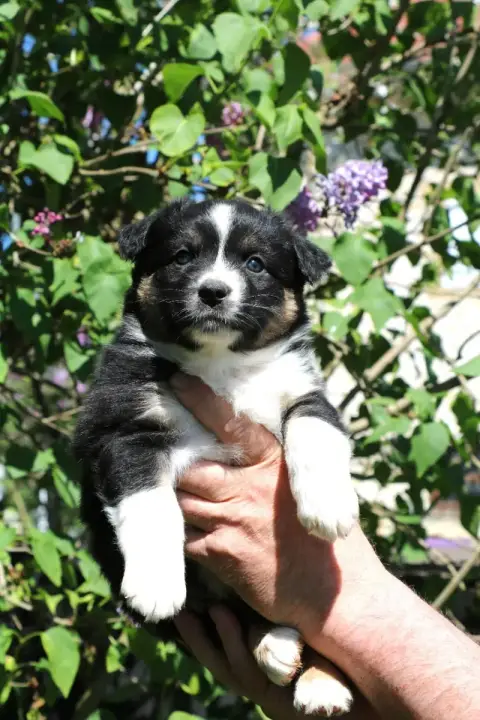 Berger Australien  Chiot N°6 De Windy'Stia photo 2