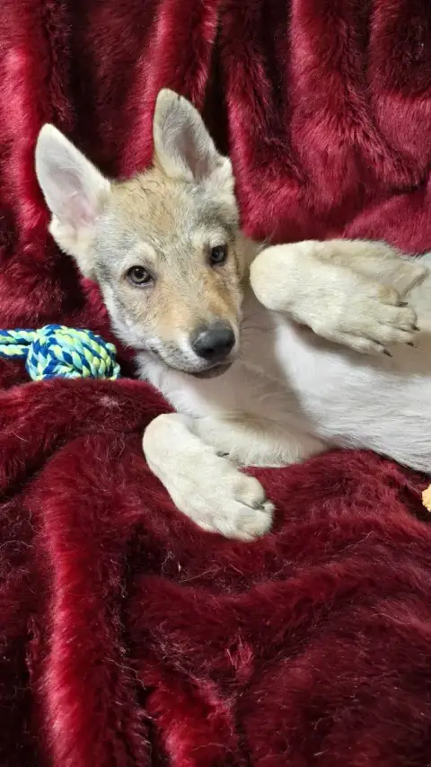 Chien-