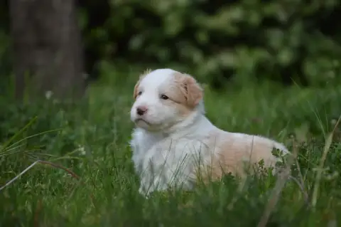 Border Collie  Vert Des Bergers Des P'Tits Ours
