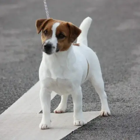 Jack Russell Terrier  Prénom Libre Des Terres Des For 97e42 photo 3