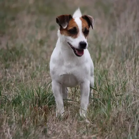 Jack Russell Terrier photo 2