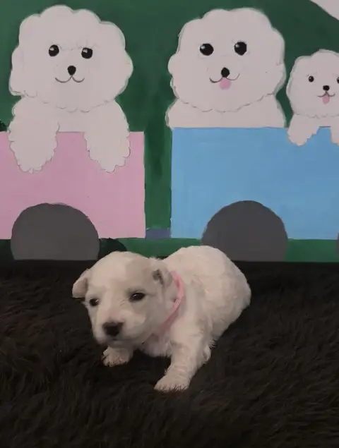 Bichon Frise  Chiot N°4 Von Bereich Sandalvi