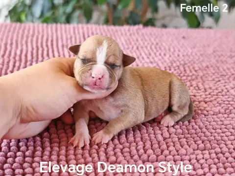 American Staffordshire Terrier