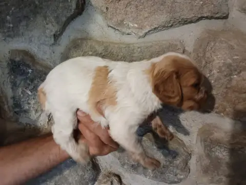 Epagneul Breton  Chiot N°10 Des Terres Aniciennes